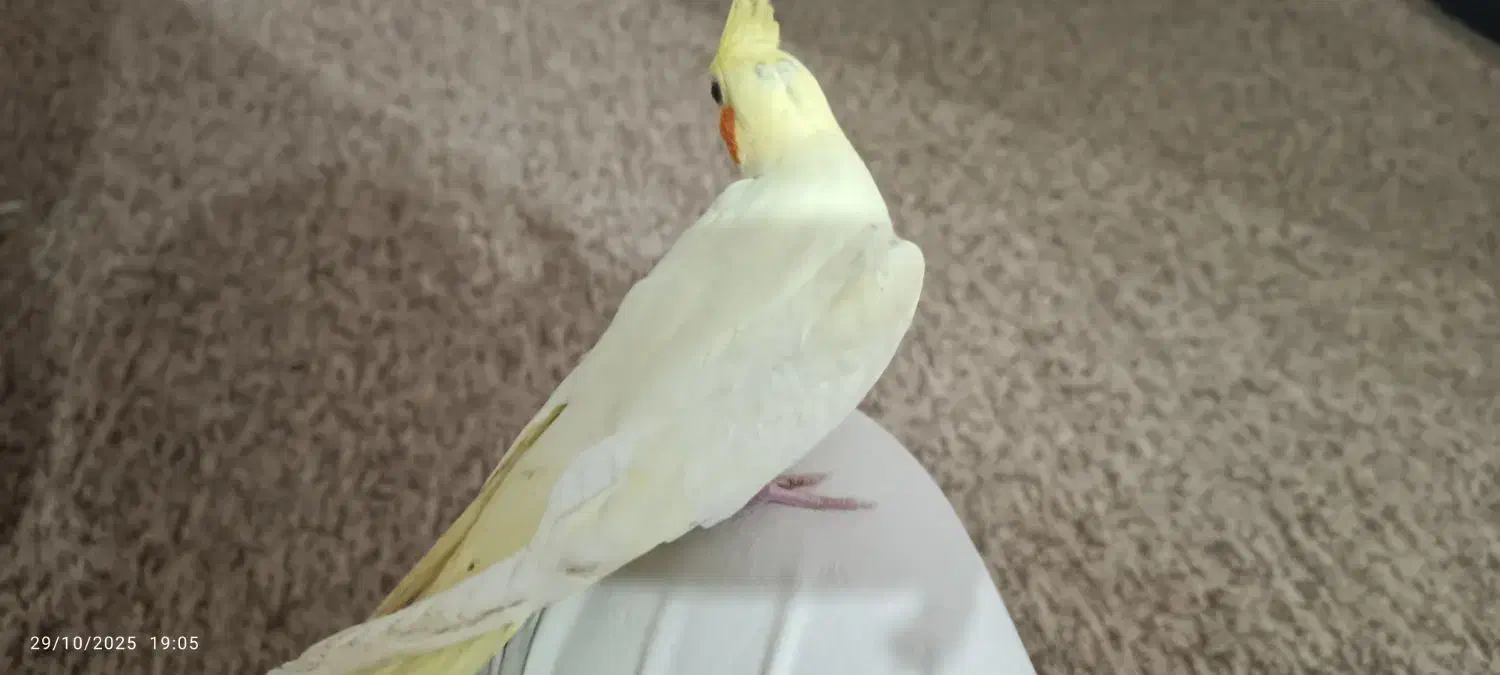 جوجه عروس هلندی|پرنده|خورموج, |دیوار