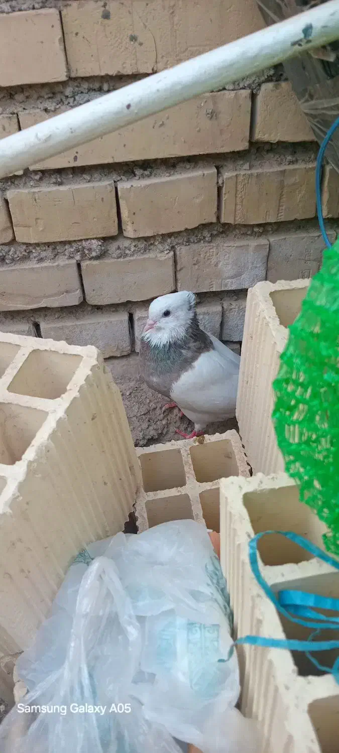 زر|پرنده|کرخه, |دیوار