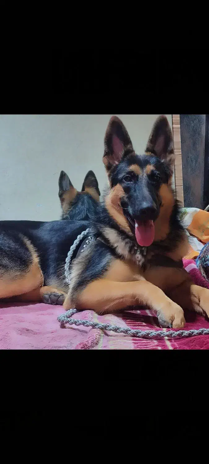 گم شده|سگ|بندرعباس, |دیوار