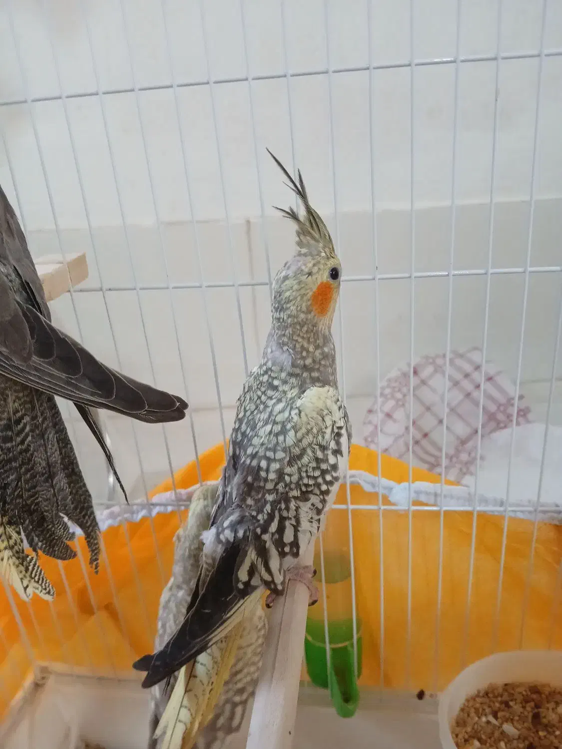 عروس هلندی|پرنده|صومعه‌سرا, |دیوار