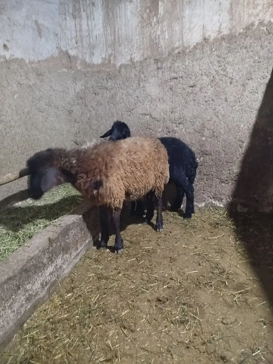 توغلی دمازدیخ|حیوانات مزرعه|نمین, |دیوار