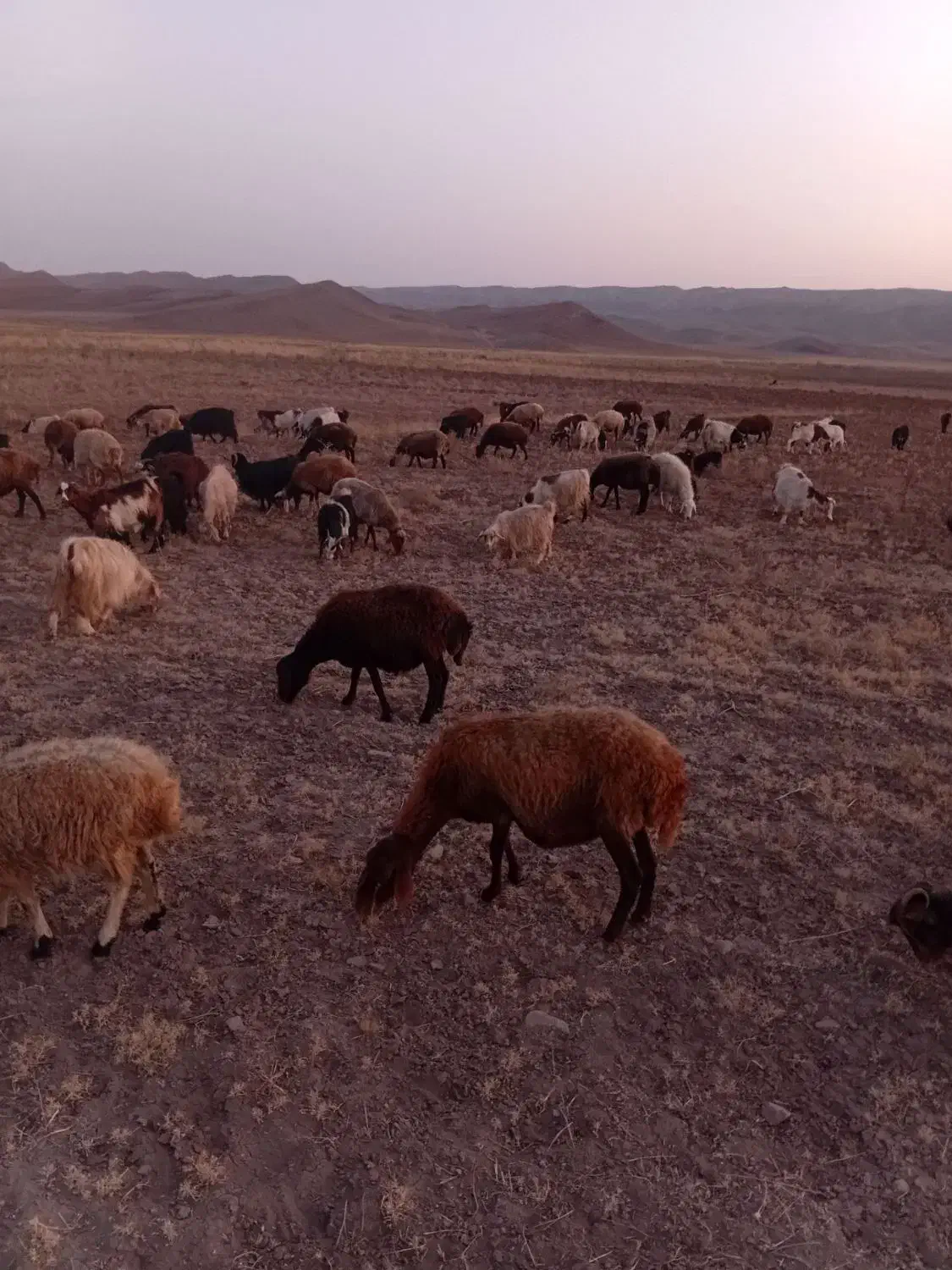 20 عدد بز دامازلخ|حیوانات مزرعه|خواجه, |دیوار