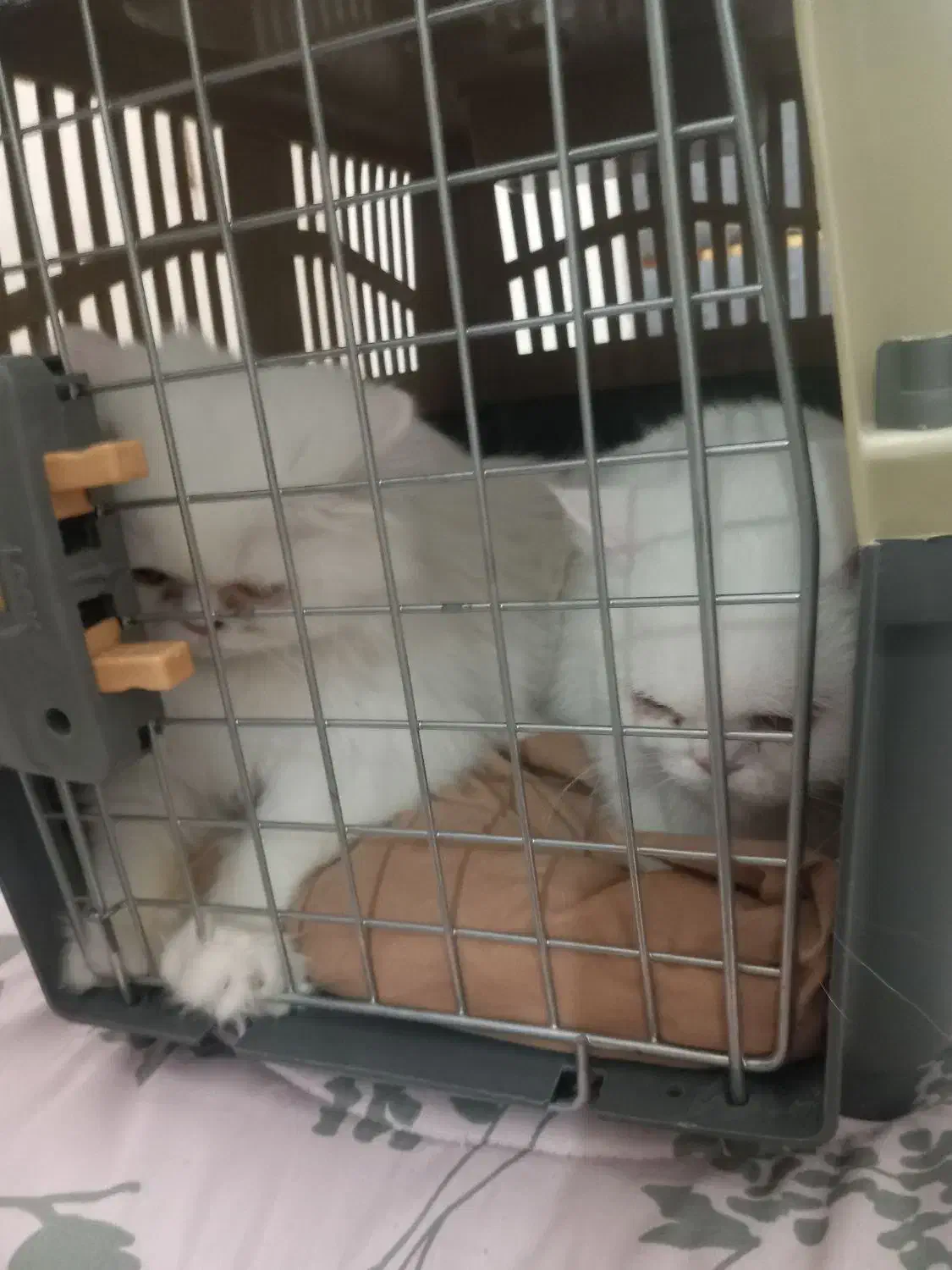 واگذاری گربه اسکاتیش با بریتیش پرشین|گربه|تهران, جردن|دیوار