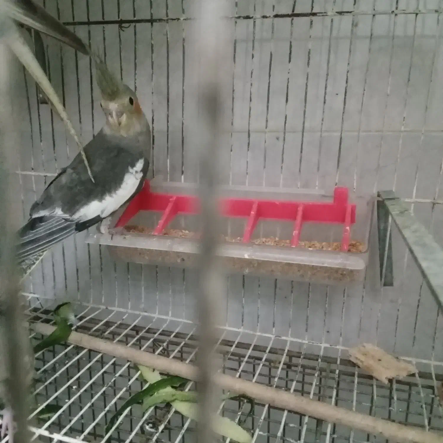 نر وماده زیبا|پرنده|رشت, جانبازان|دیوار