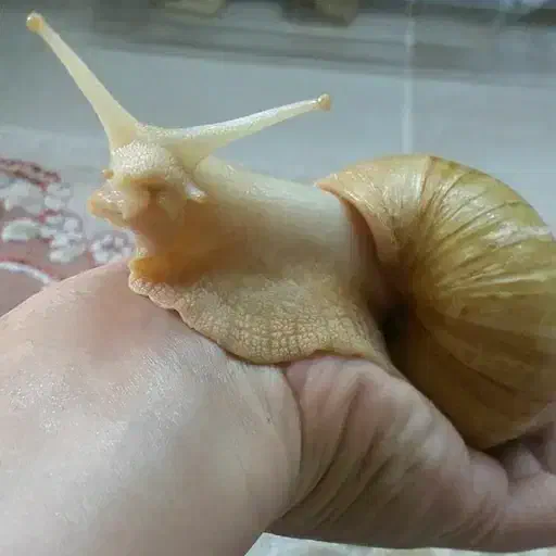 حلزون آلبینو|خزنده|کرمان, |دیوار