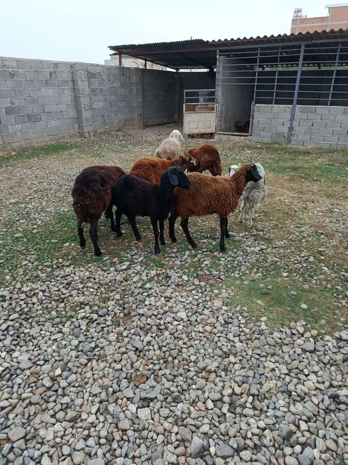 توقلی سالم|حیوانات مزرعه|آق قلا, |دیوار