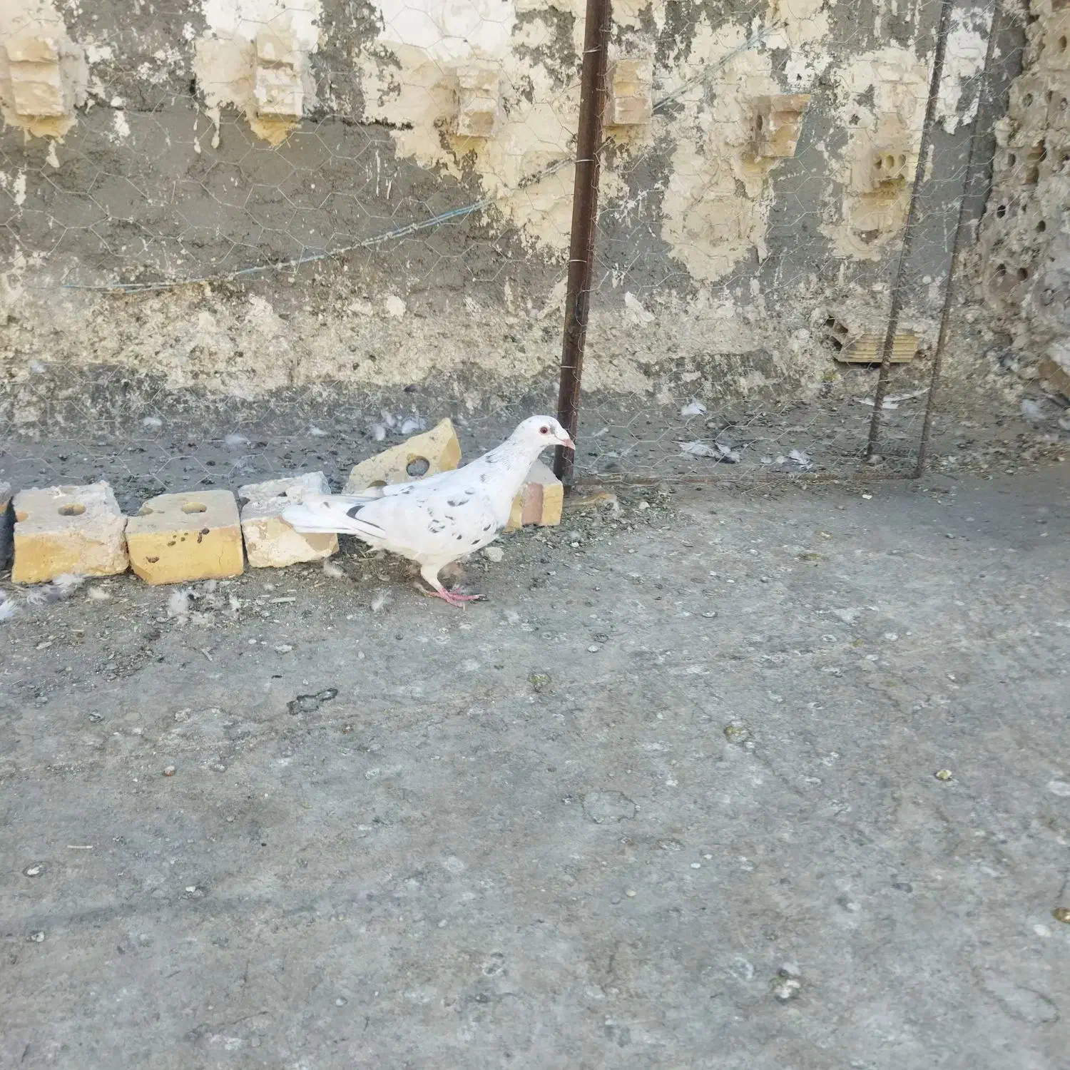 کبوتر کفتر سرور و سبز|پرنده|بوژگان, |دیوار