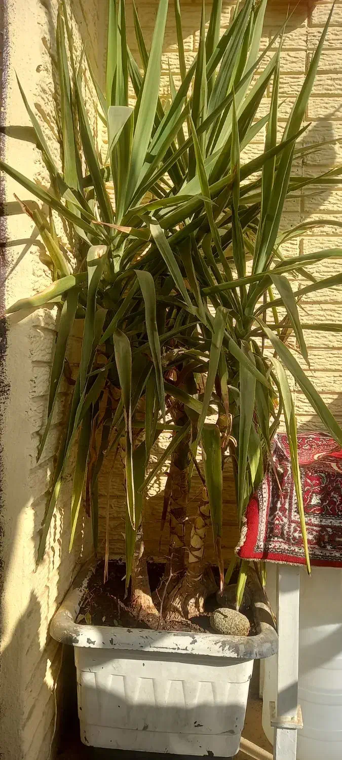 گل یوکا سرسبز وقشنگ|گل و گیاه طبیعی|رباطکریم, شهرک والفجر|دیوار