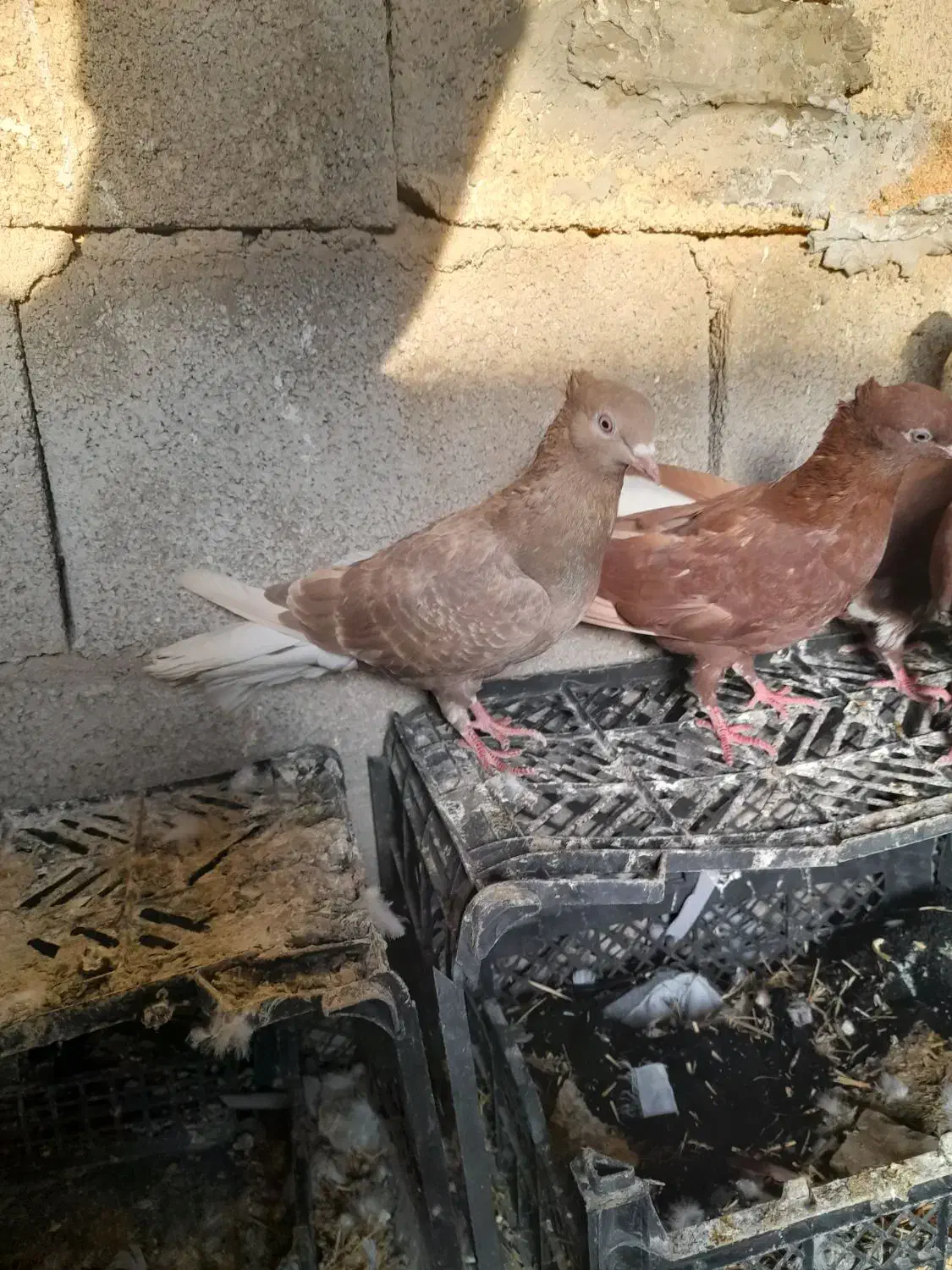 دم سفید|پرنده|مسجد سلیمان, |دیوار