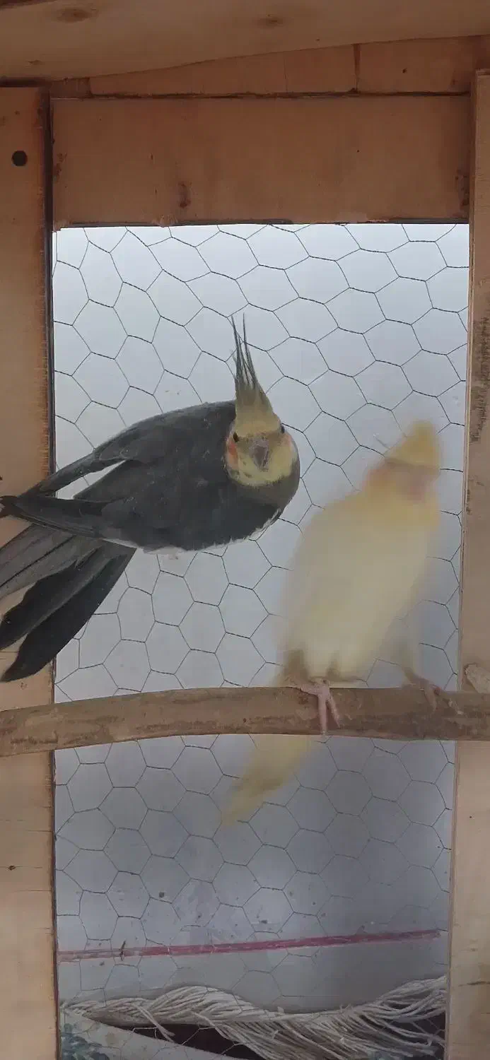 معاوضه با ملنگو|پرنده|کرمان, |دیوار