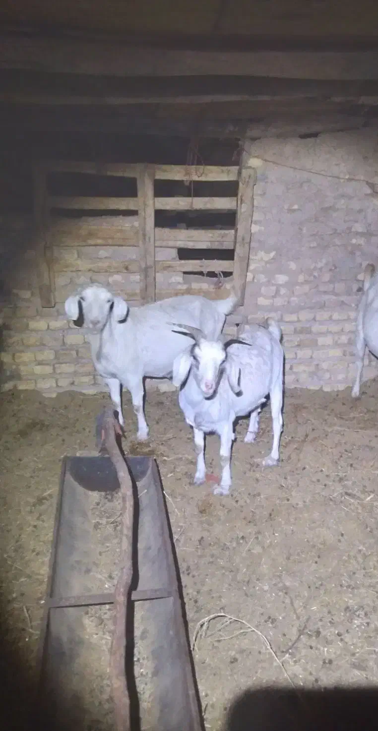 بزسانن|حیوانات مزرعه|سیرجان, |دیوار