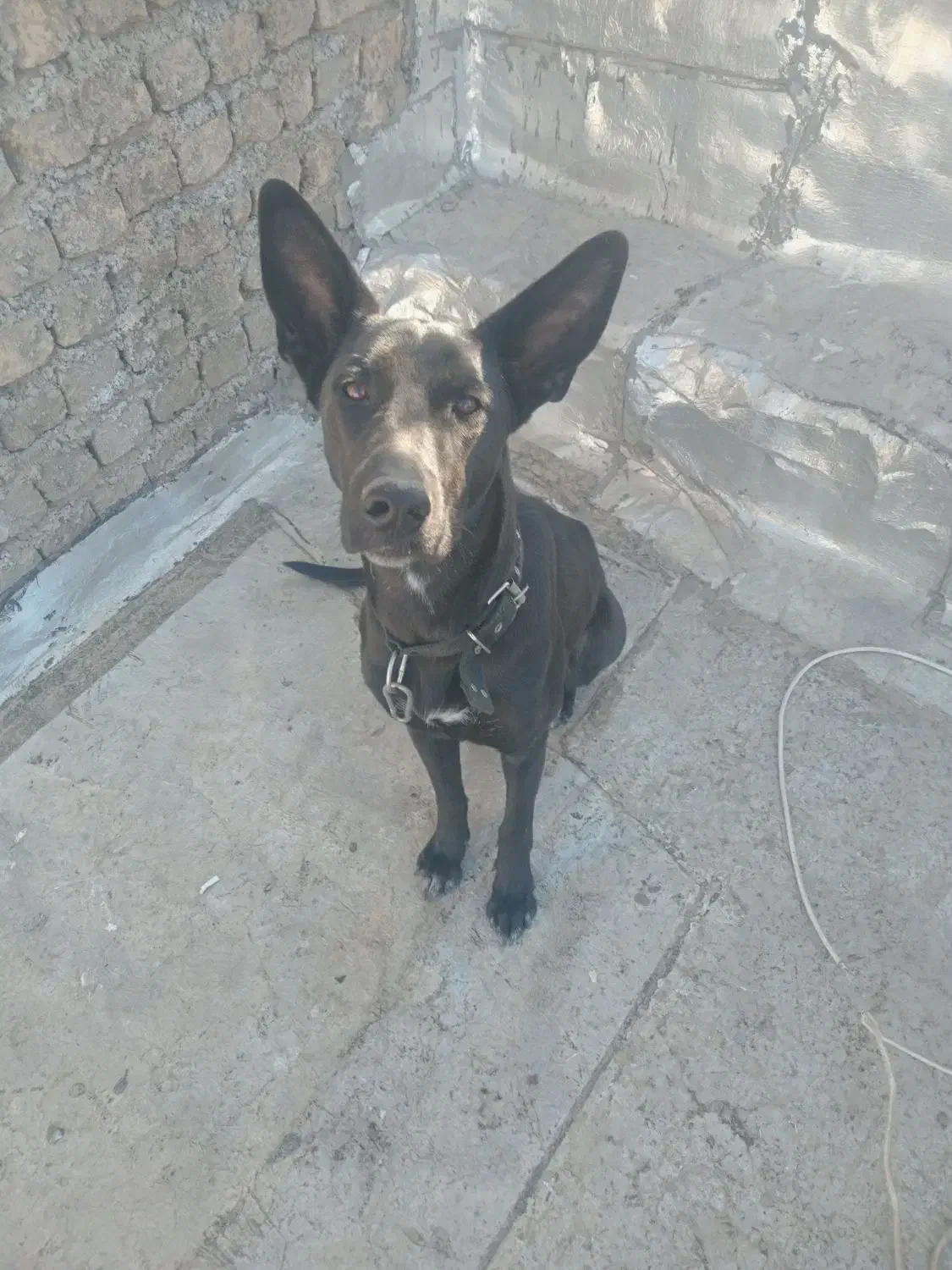 توله ژرمن|سگ|مرودشت, ابوذر شمالی‎|دیوار