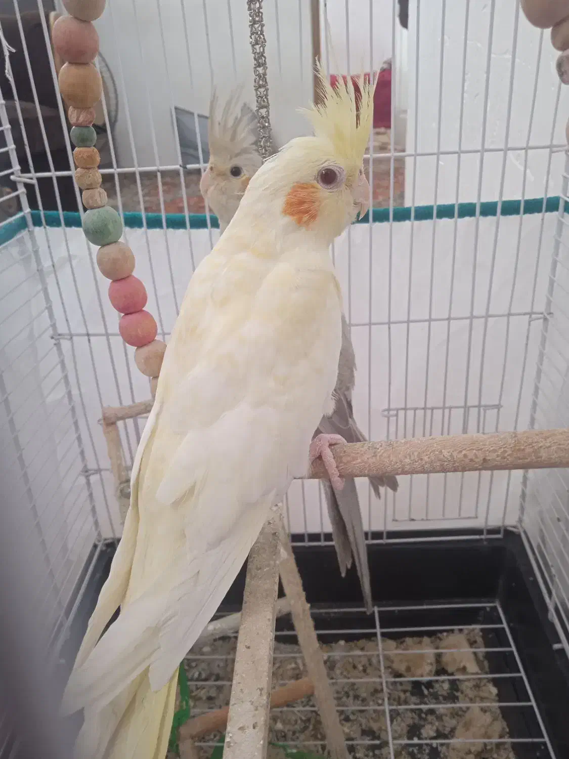 لوتینو|پرنده|صومعه‌سرا, |دیوار