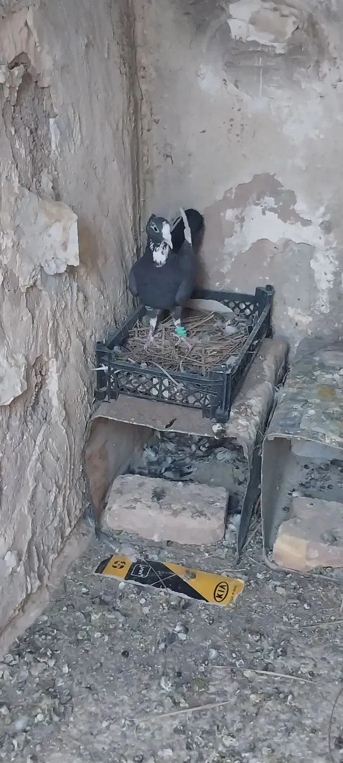 سیاه پلنگ|پرنده|رفسنجان, |دیوار