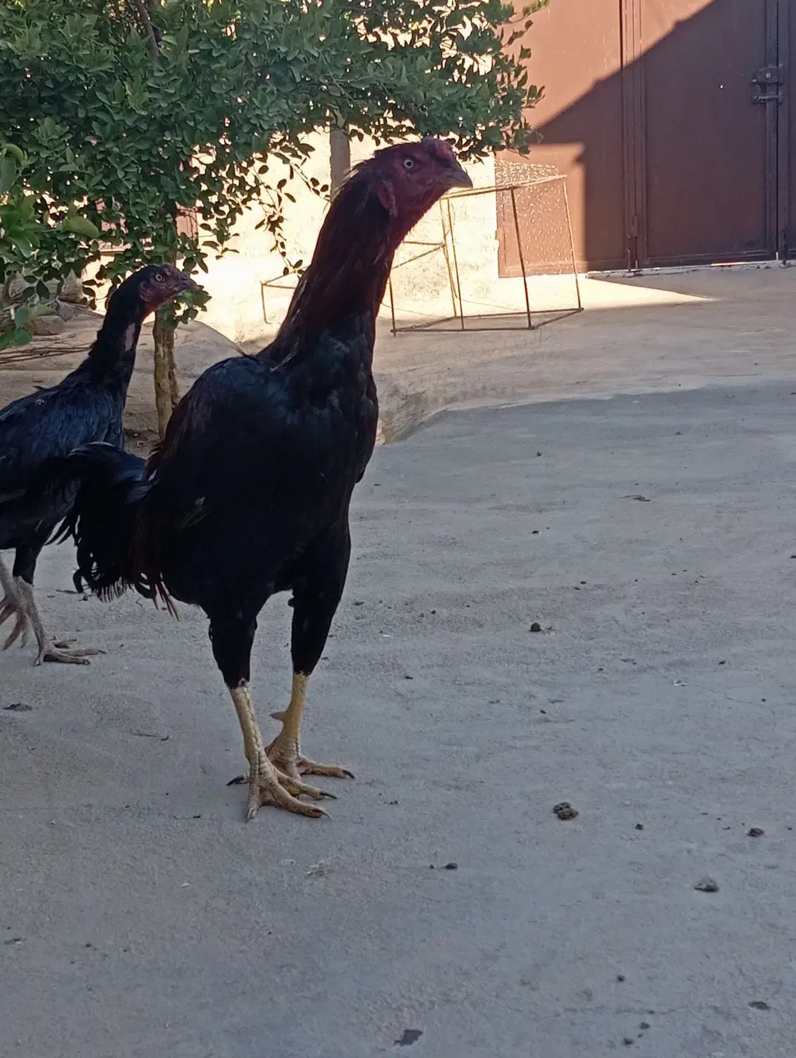 مرغ تخم گذار و خروس لاری|حیوانات مزرعه|سرپل ذهاب, |دیوار