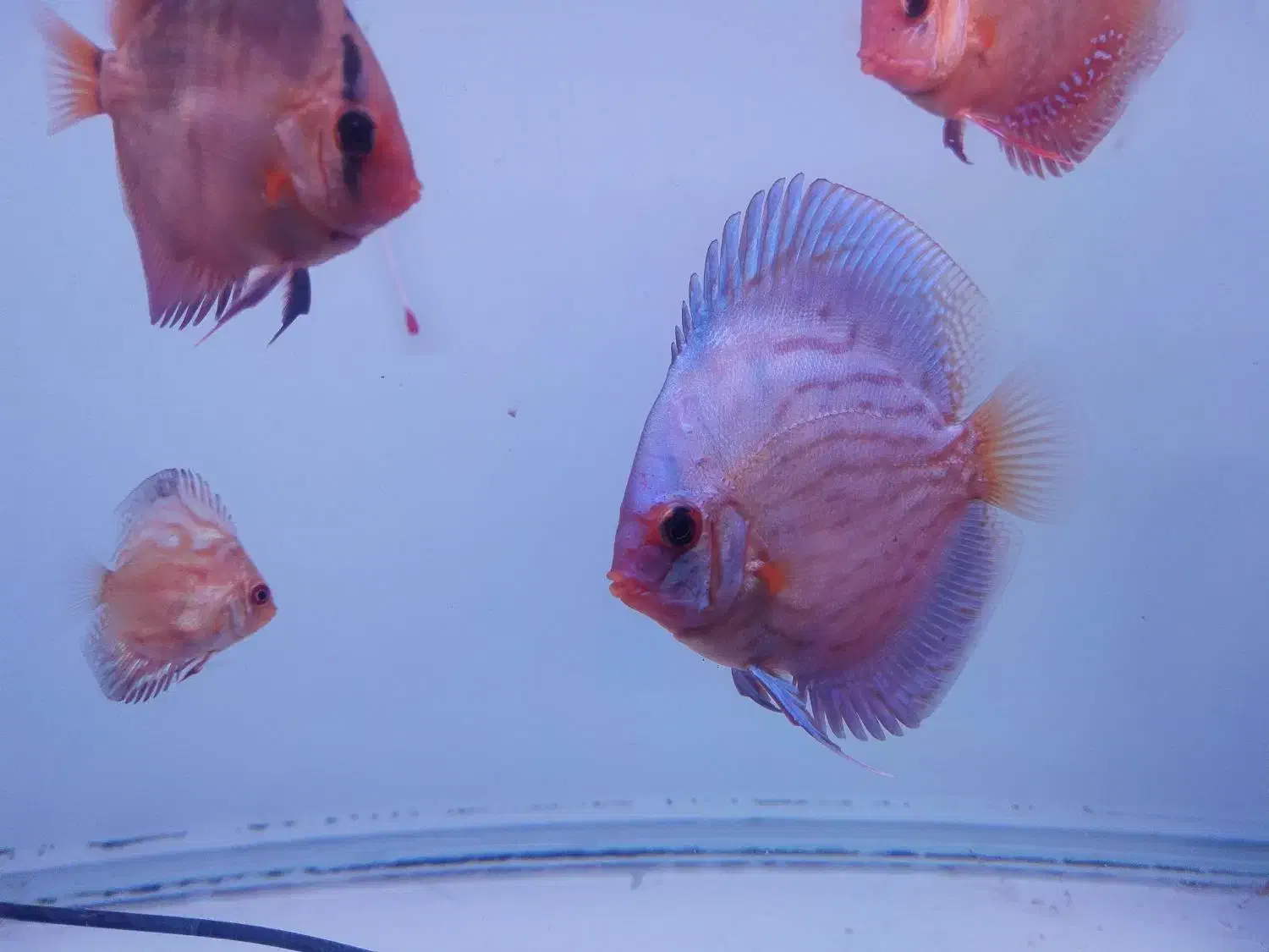 ماهی دیسکس  گرید خوب|ماهی|مشهد, بلال|دیوار