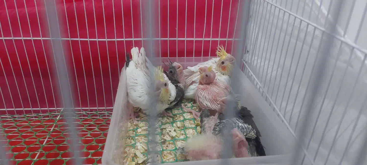 جوجه عروس هلندی|پرنده|بیرجند, |دیوار