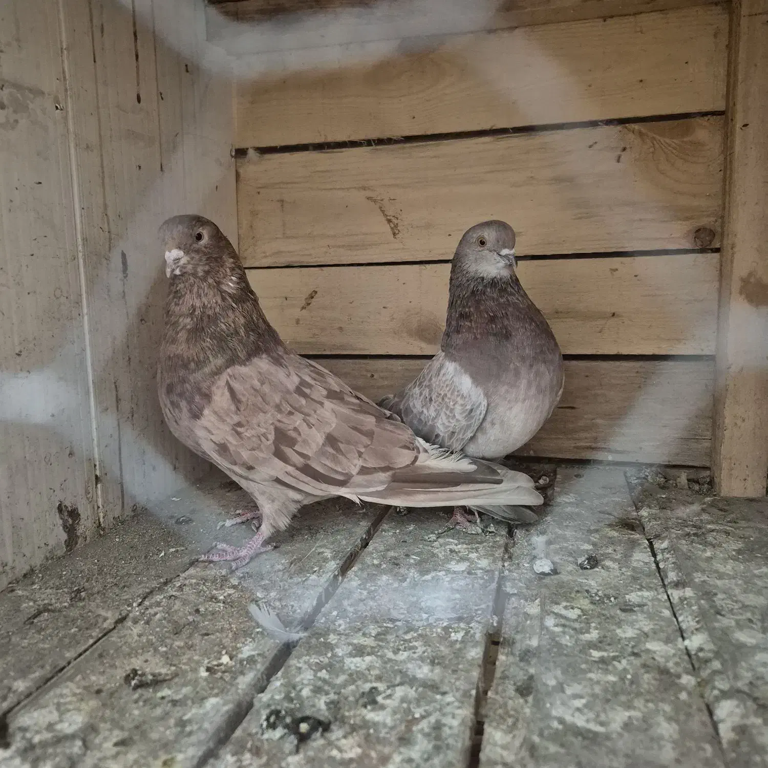 کبوتر|پرنده|رشت, یخسازی|دیوار