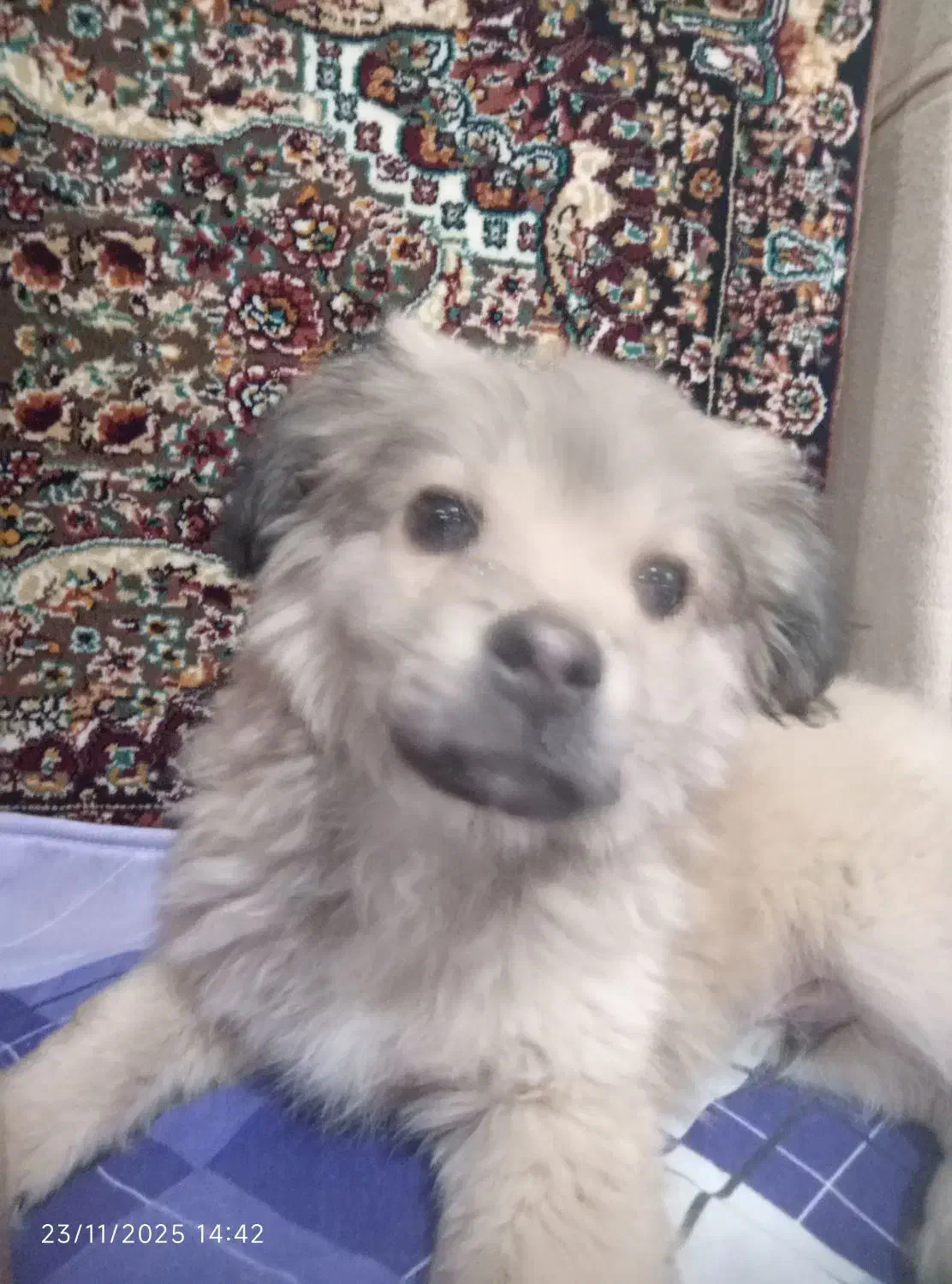 واگذاری|سگ|دماوند, دماوند|دیوار