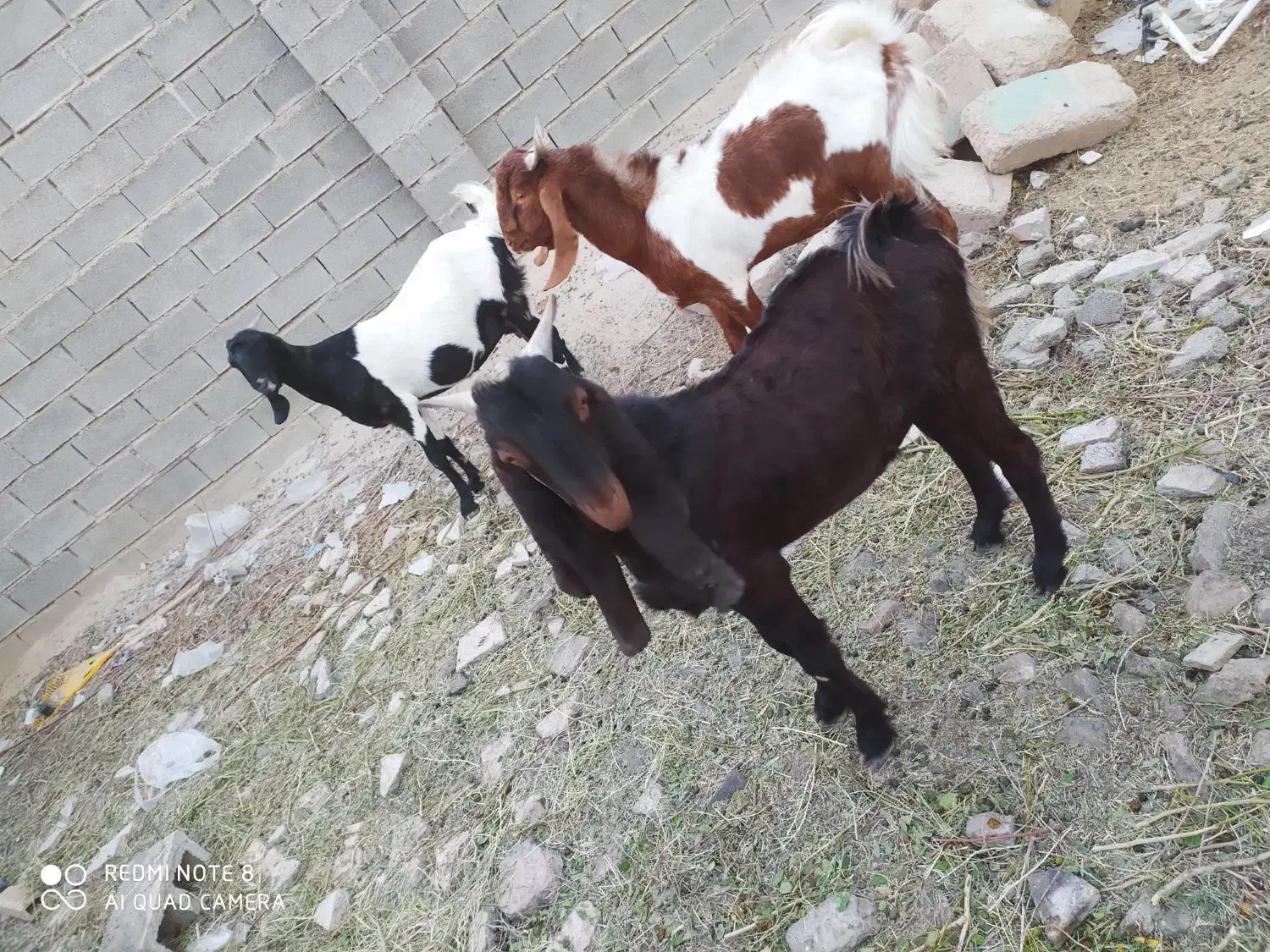 دو عدد کهره نر|حیوانات مزرعه|امیدیه, |دیوار