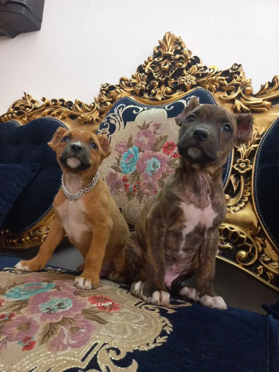 توله نر پیتبول|سگ|تربت جام, المهدی|دیوار