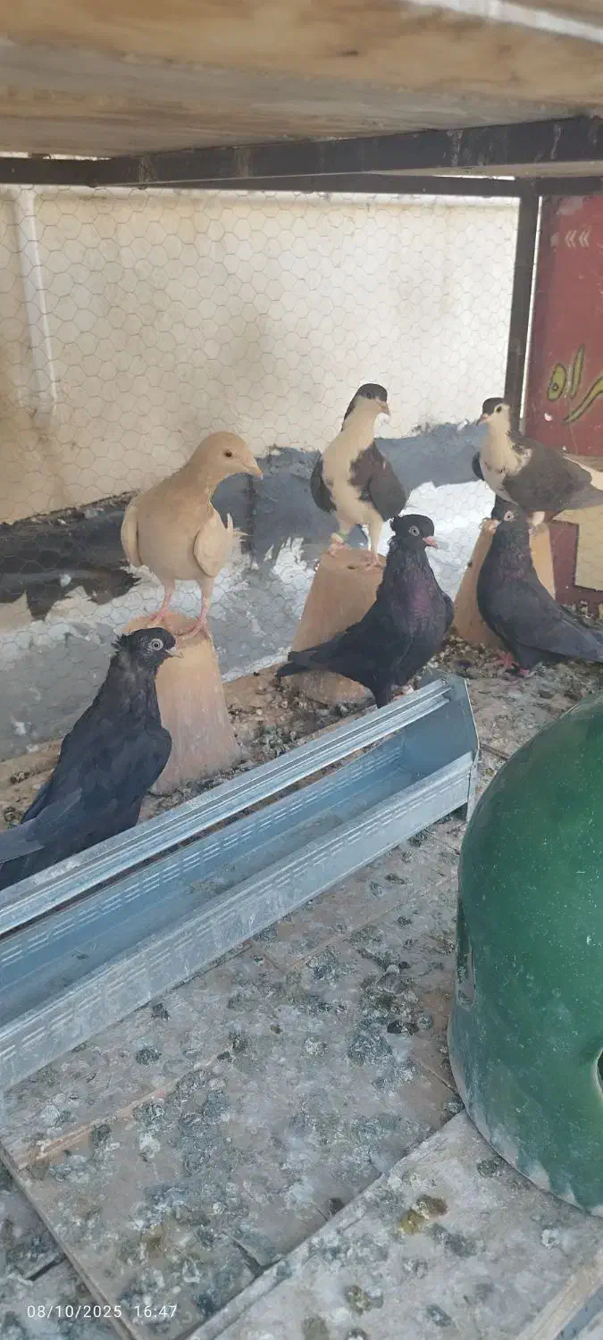 کبوتر دمگیر سیاه پشت و زاغ آبادانی|پرنده|فولادشهر, C4|دیوار
