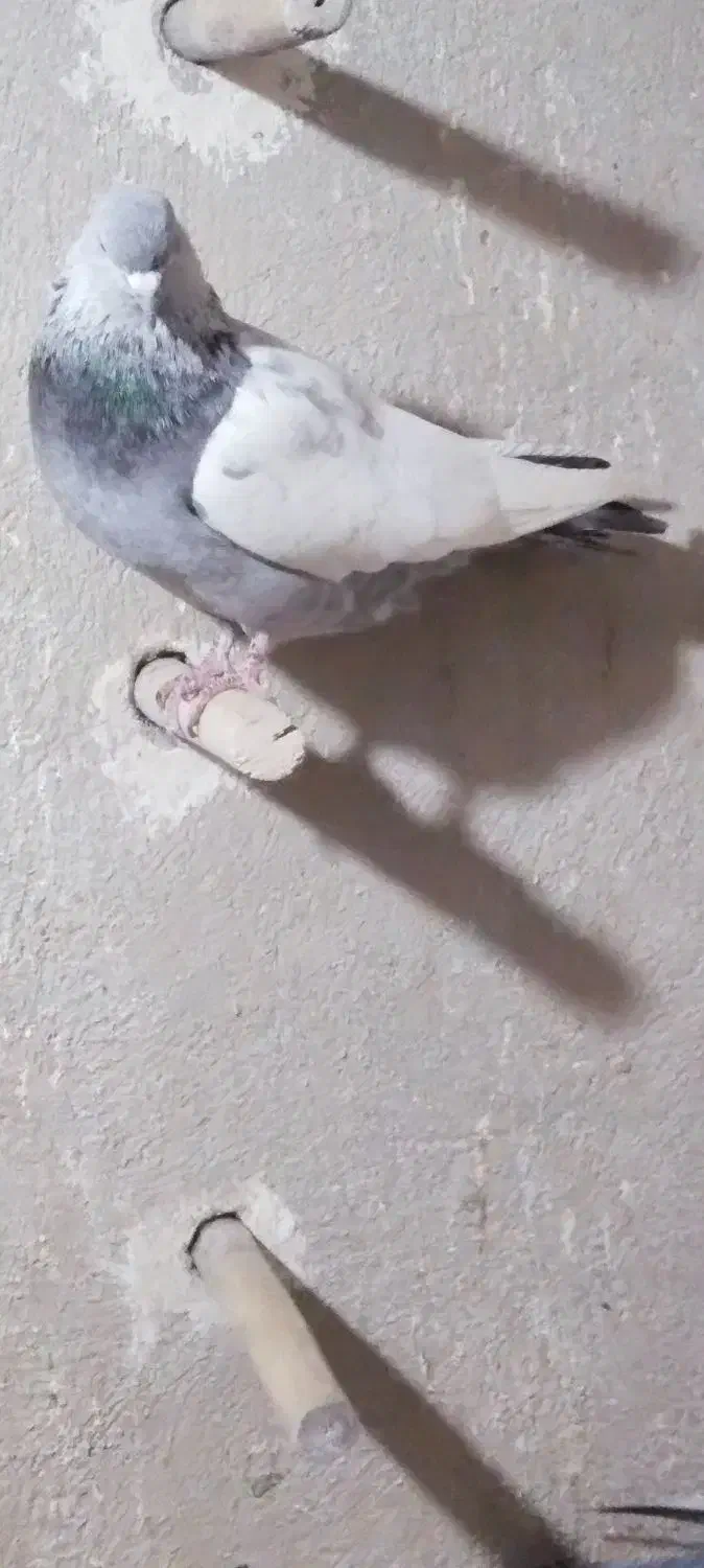 .سینه سبز|پرنده|شیراز, دینکان|دیوار