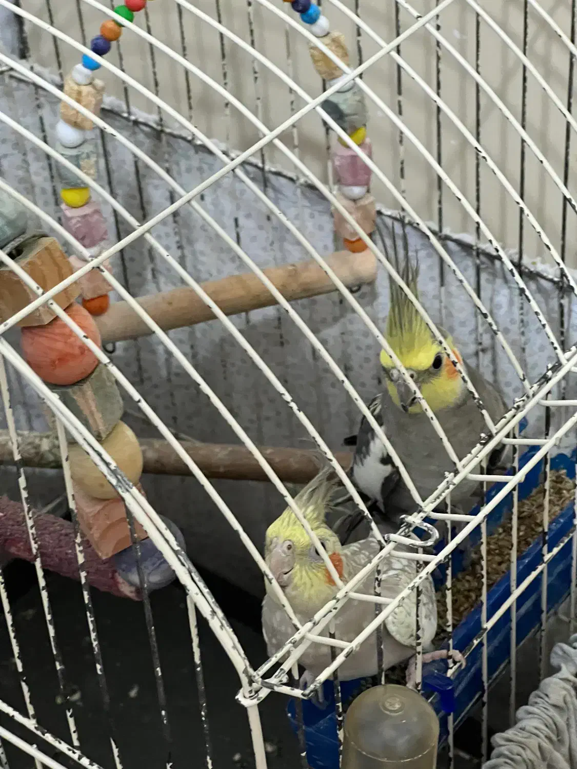 دو عدد عروس هلندی با قفس|پرنده|آمل, |دیوار