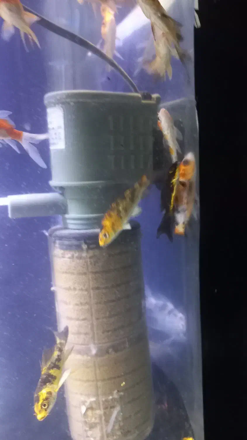 ماهی کوی|ماهی|قم, علی آباد سعدگان|دیوار