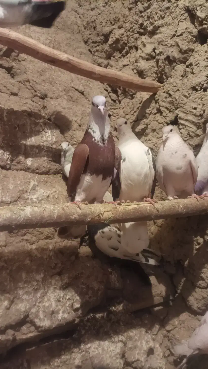 صید شده|پرنده|اردبیل, |دیوار