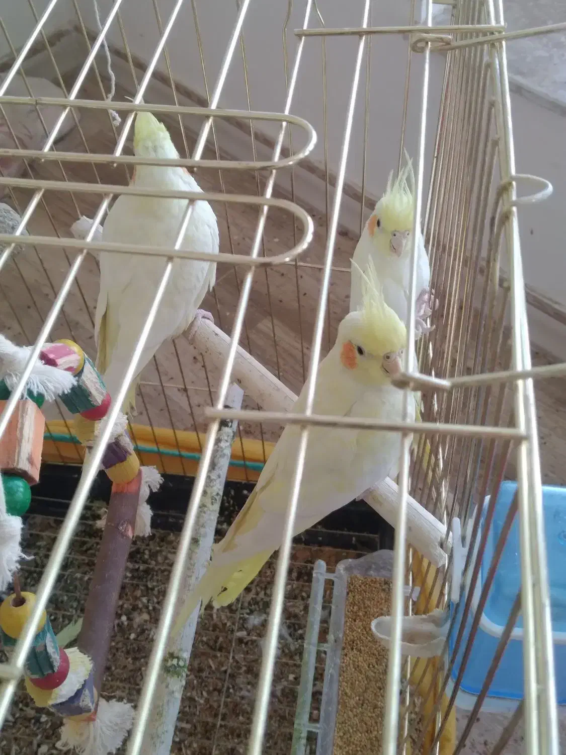 عروس هلندی|پرنده|صحنه, |دیوار