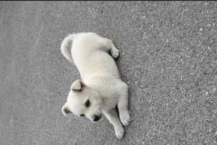 سگ پاکوتاه|سگ|سبزوار, امیر کبیر|دیوار