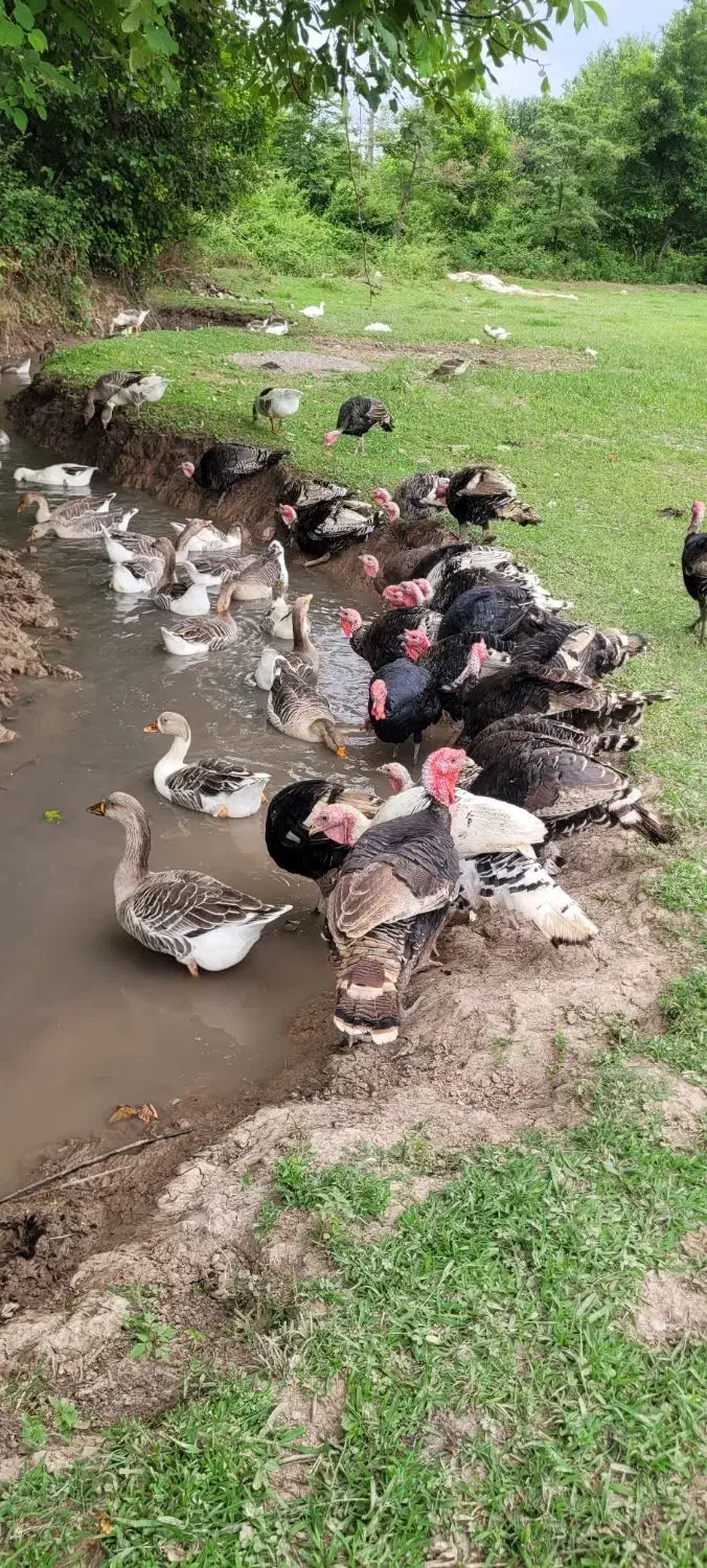 بوقلمون وغاز|حیوانات مزرعه|سنگر, |دیوار