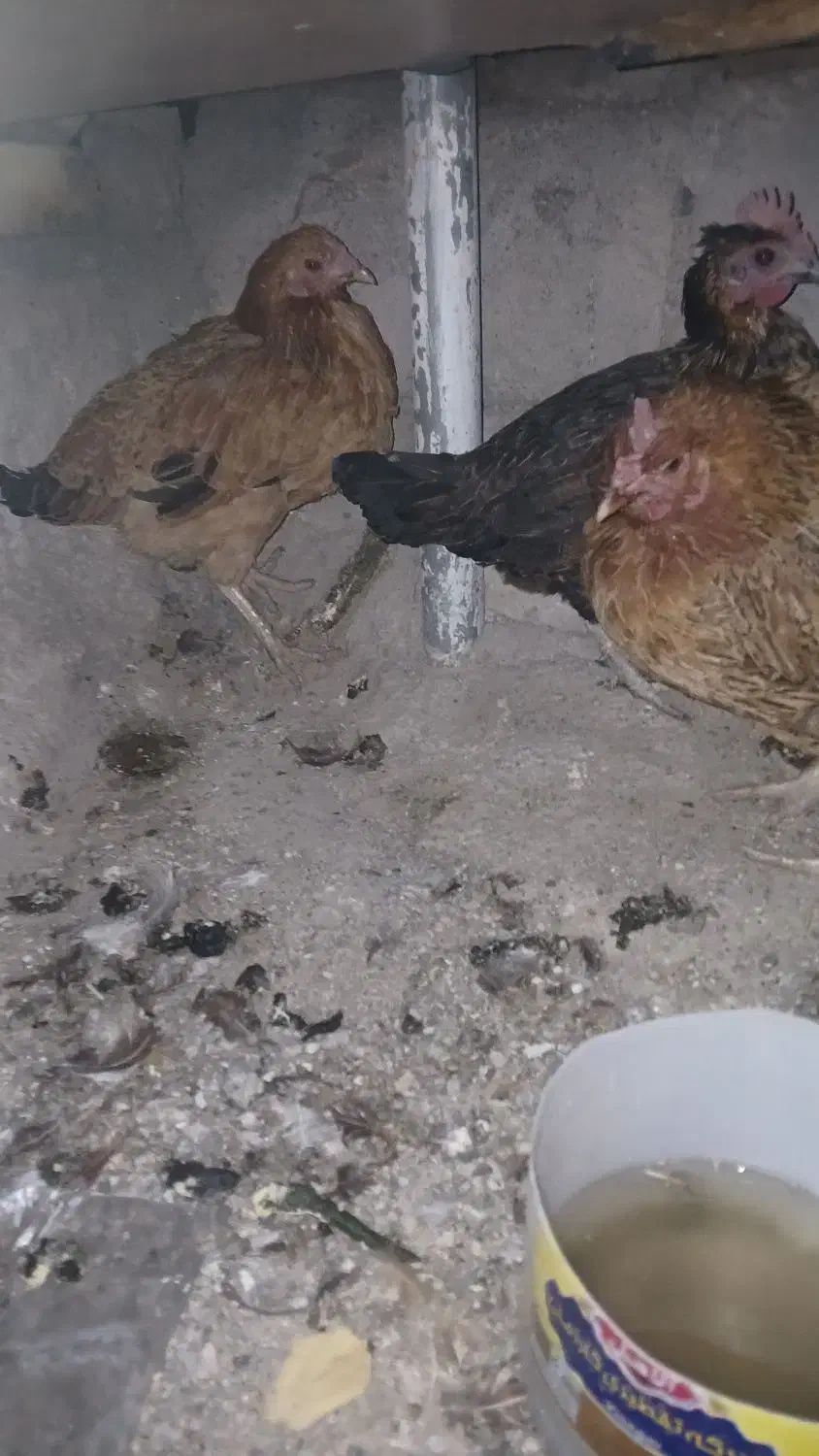 مرغ خروس|حیوانات مزرعه|نورآباد, |دیوار