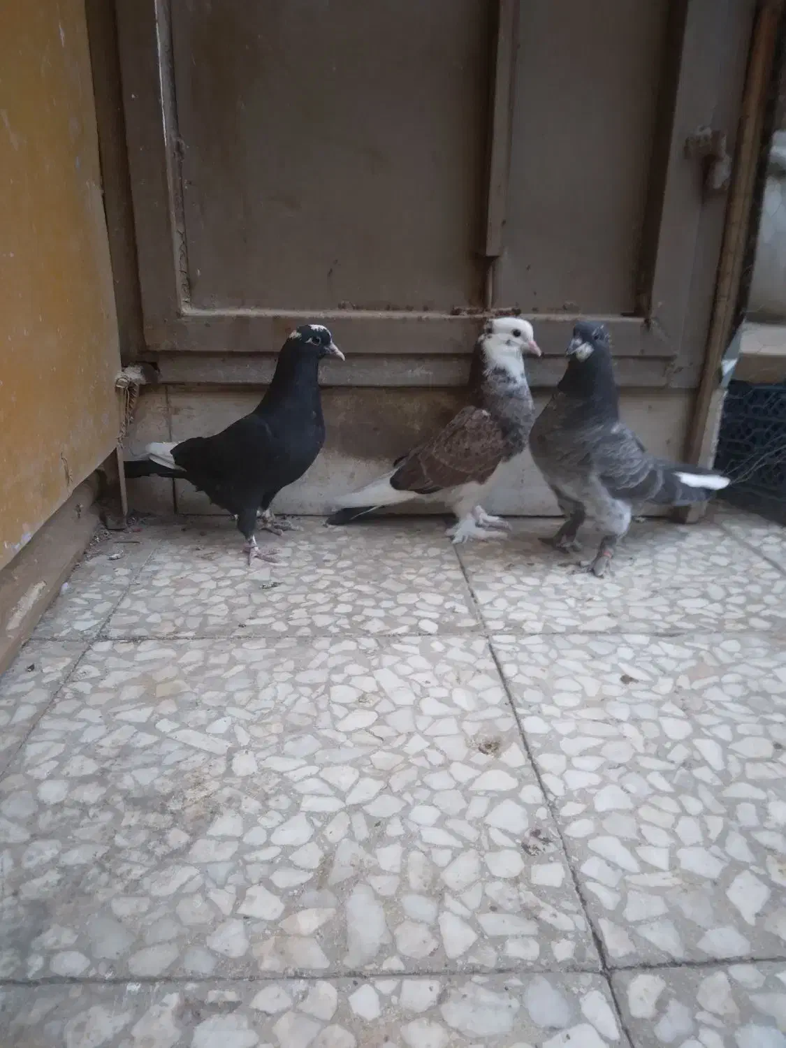 کفتر کبوتر|پرنده|قم, زند آباد|دیوار