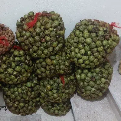 گردوی کاغذی درجه یک با پوسته و خشک|خوردنی و آشامیدنی|مشگین شهر, |دیوار