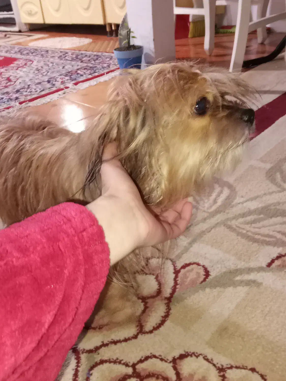 لهاسا اسپو|سگ|رشت, تازه آباد|دیوار