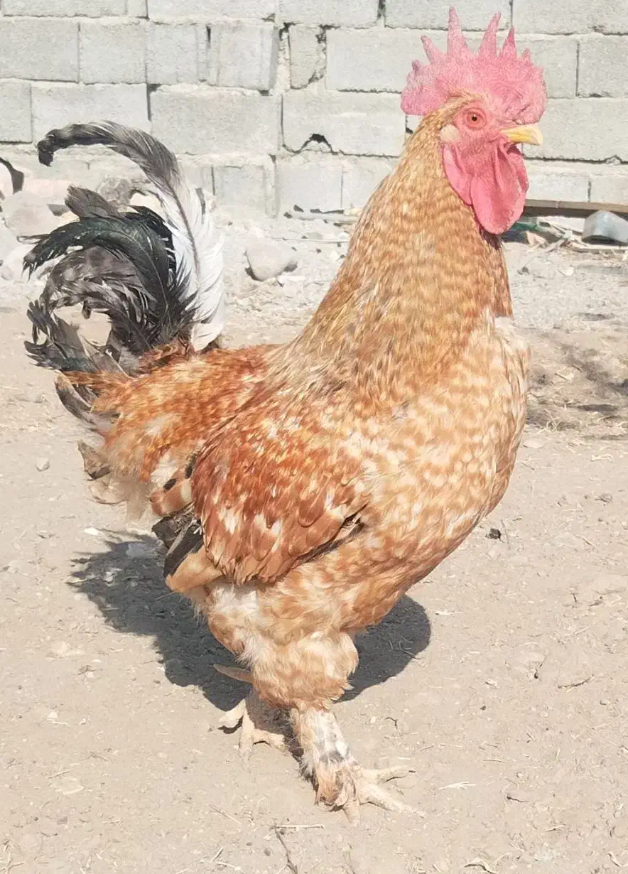 خروس|حیوانات مزرعه|محمدشهر, جعفرآباد|دیوار