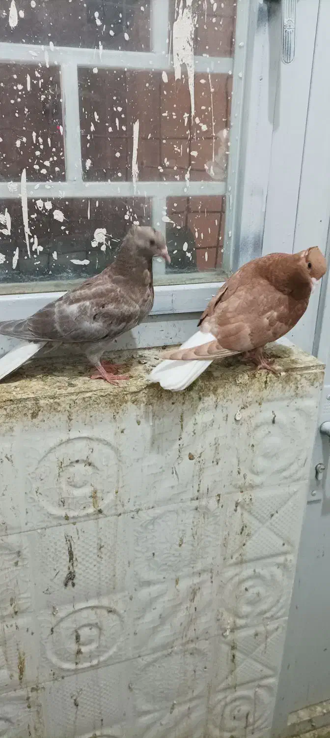 دمسفید کلاغ کاکلی طوقی ابلق دمسفید|پرنده|چناران, |دیوار