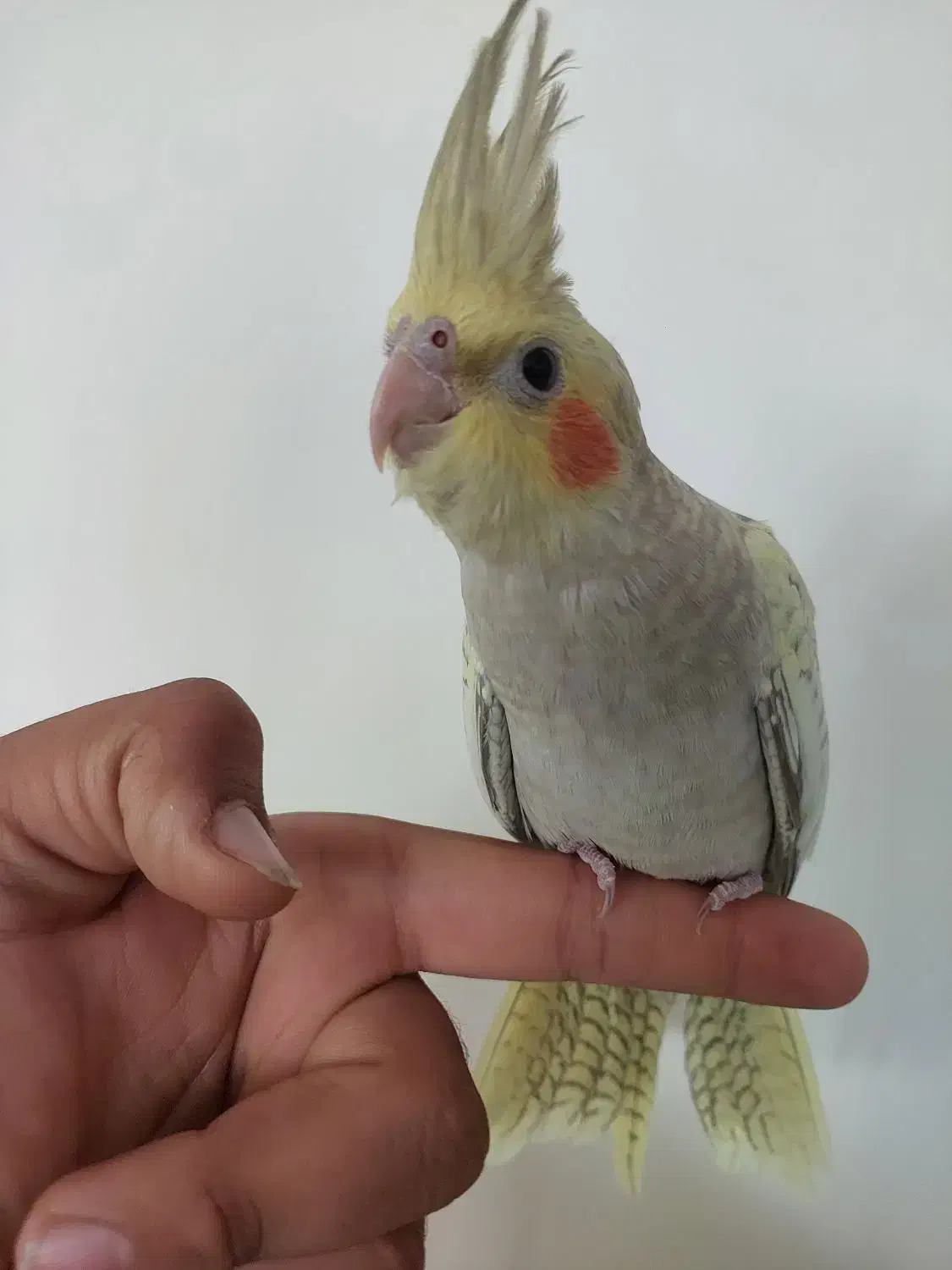 جوجه عروس هلندی۲ ماه|پرنده|بجنورد, |دیوار