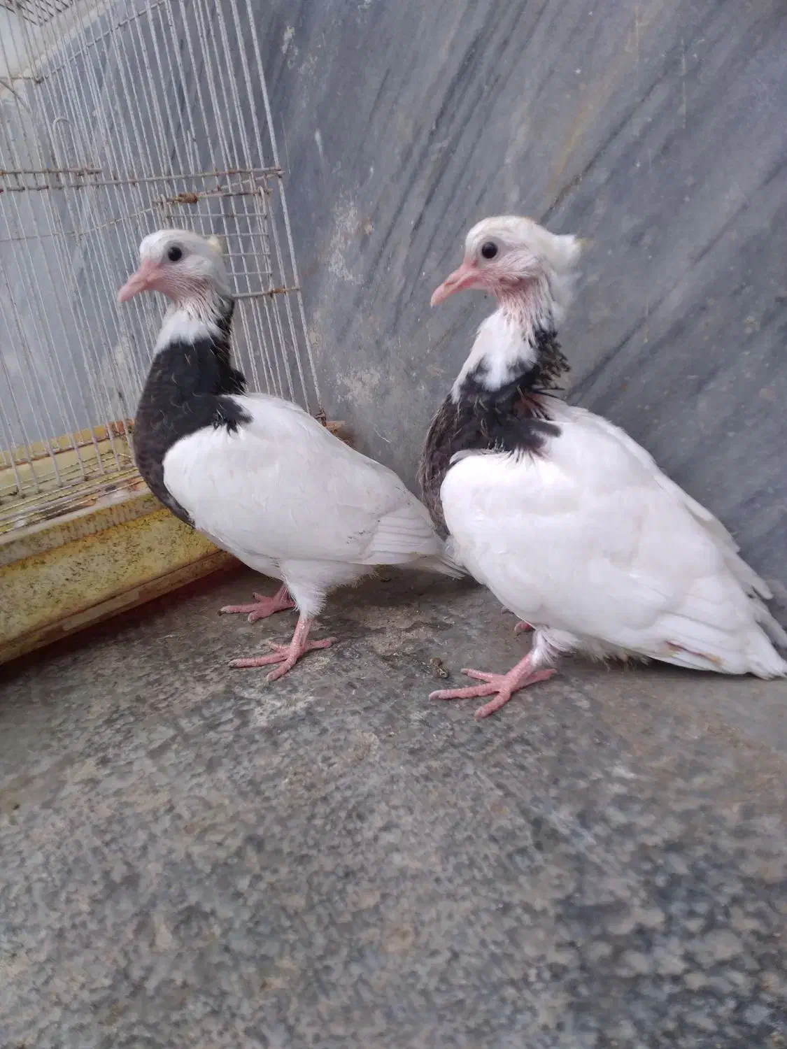 کبوتر طوقی جوجه فروشی|پرنده|بابل, |دیوار