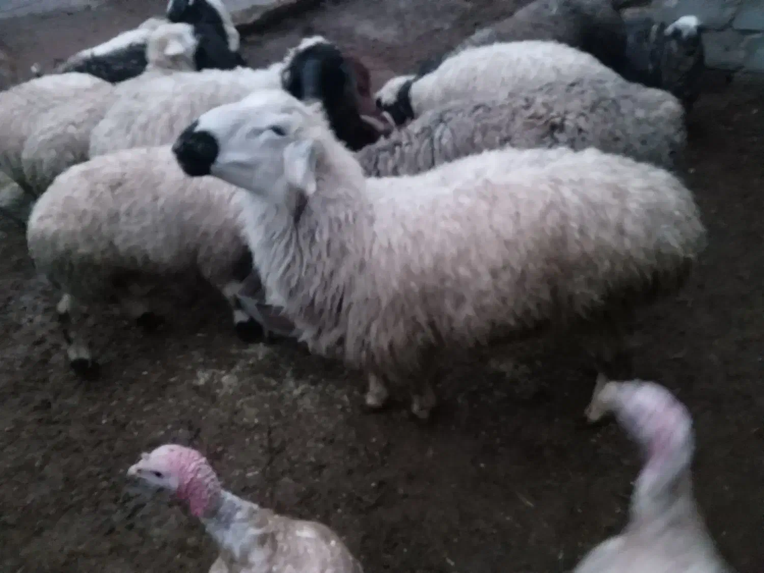 بره نر|حیوانات مزرعه|سربیشه, |دیوار