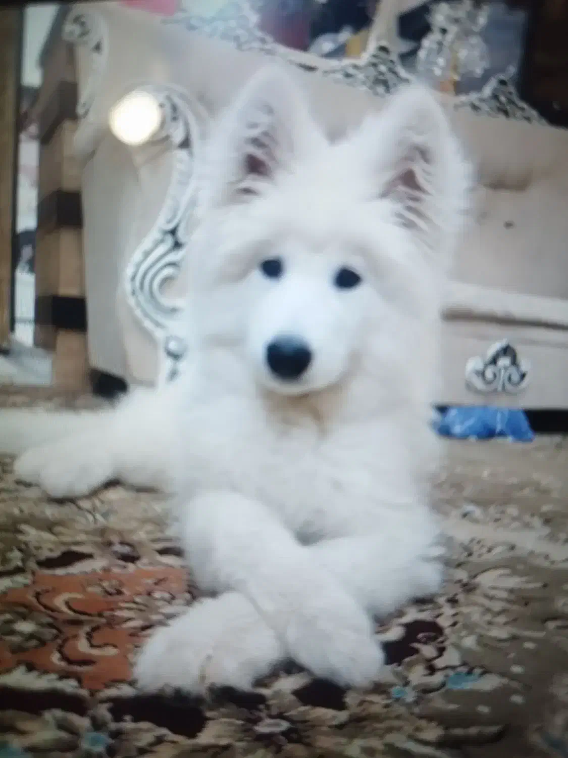 سه تا سگ|سگ|ایلام, |دیوار