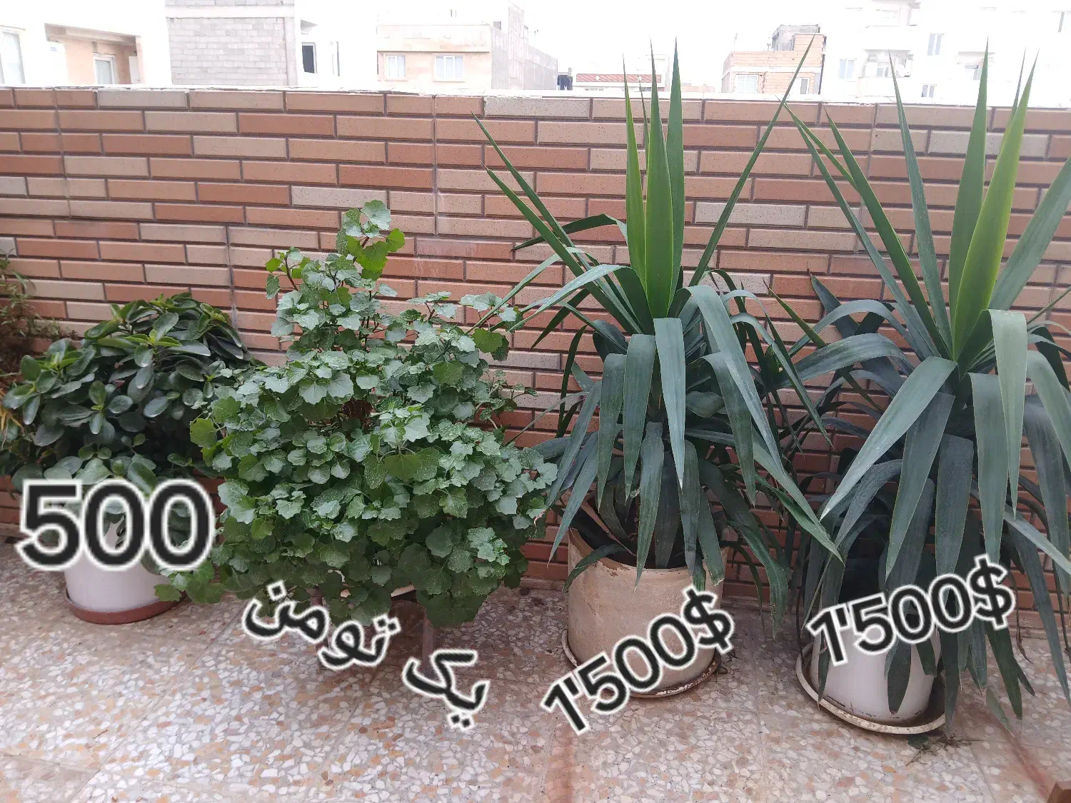 گلهای آپارتمانی|گل و گیاه طبیعی|شهریار, شهرک شاهد|دیوار