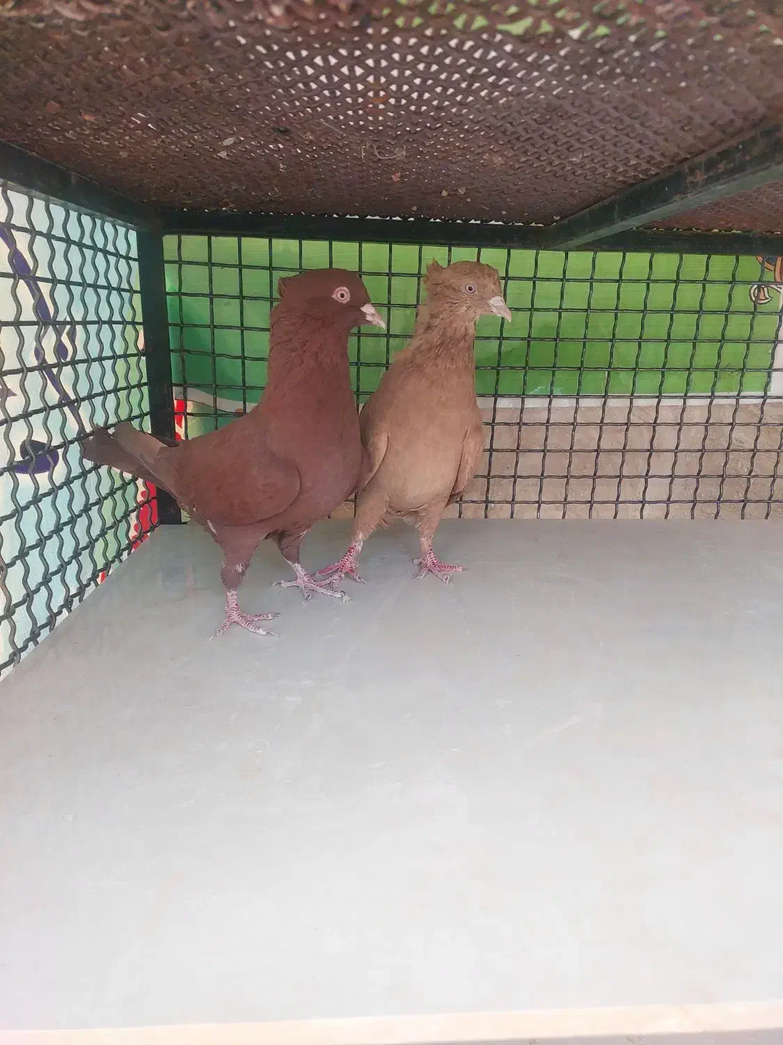 کبوتر|پرنده|خرامه, |دیوار