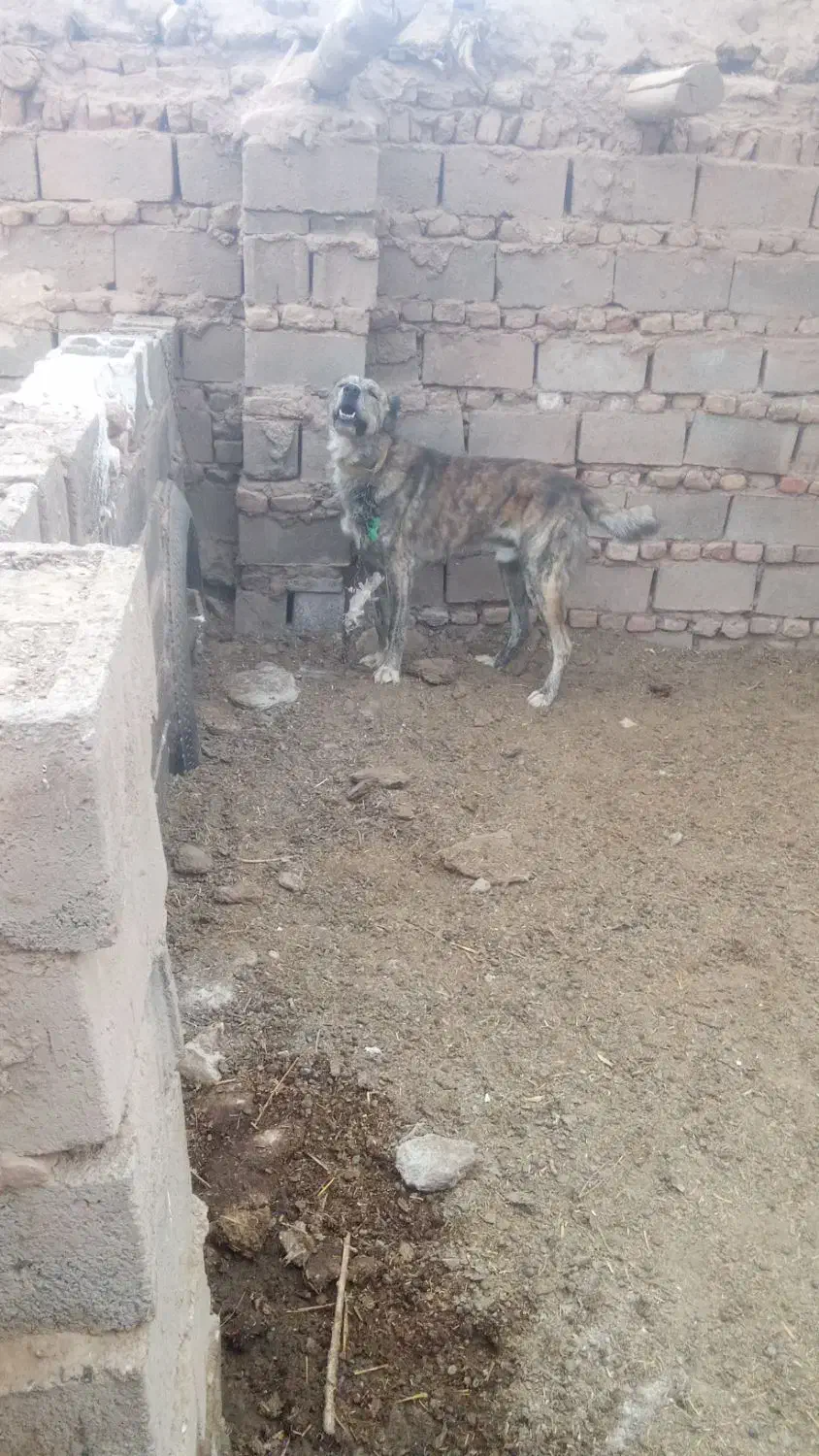 سگه گله به شرط دهن پاکی|سگ|تربت جام, میان جام|دیوار