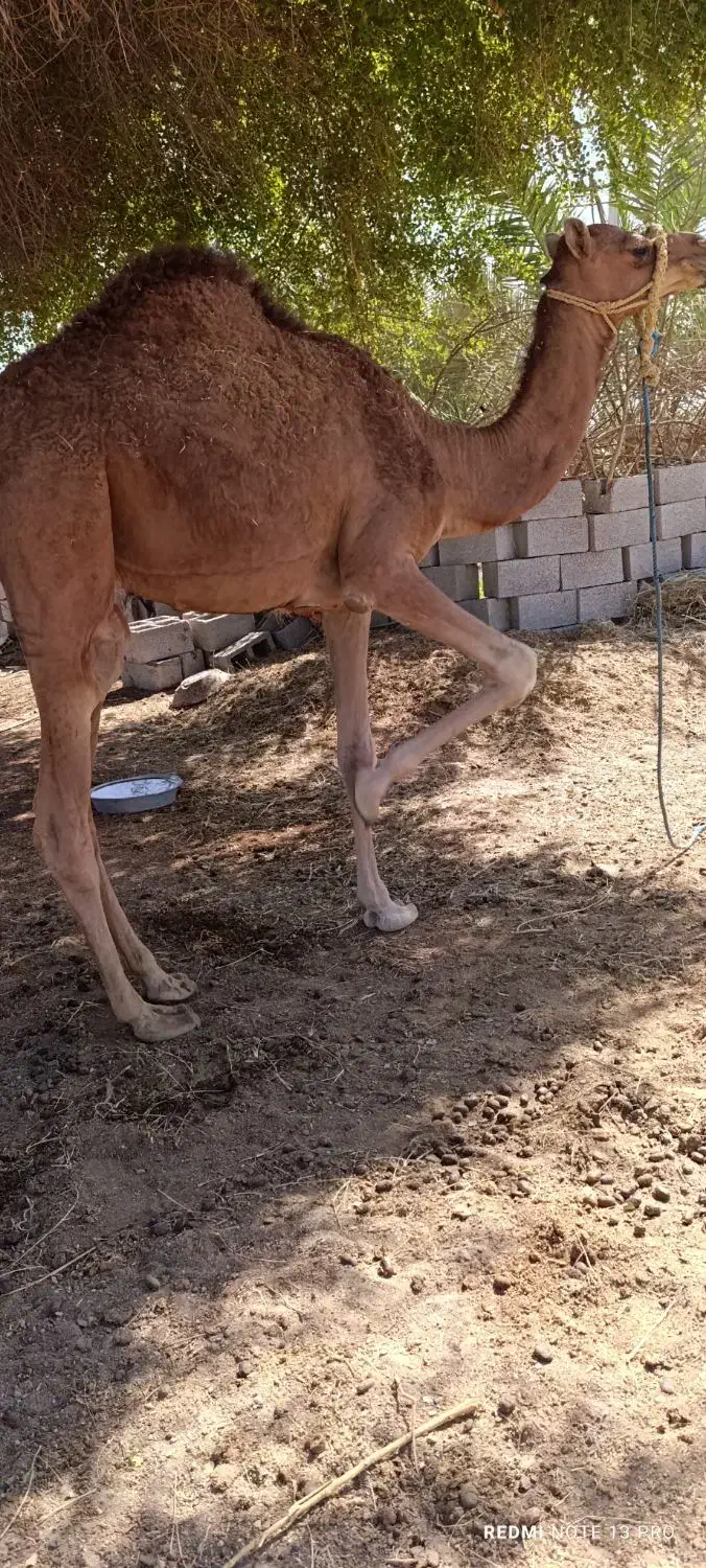 شتر نر آرام دوساله|حیوانات مزرعه|شمیل, |دیوار