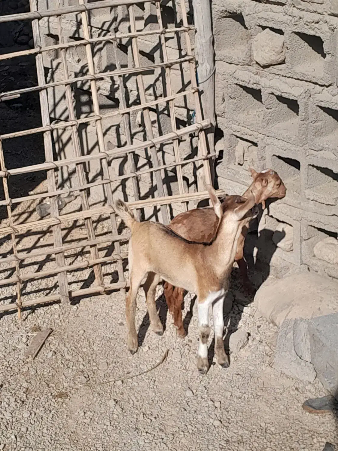 کهر شیرخوار میجاک|حیوانات مزرعه|بندرعباس, |دیوار