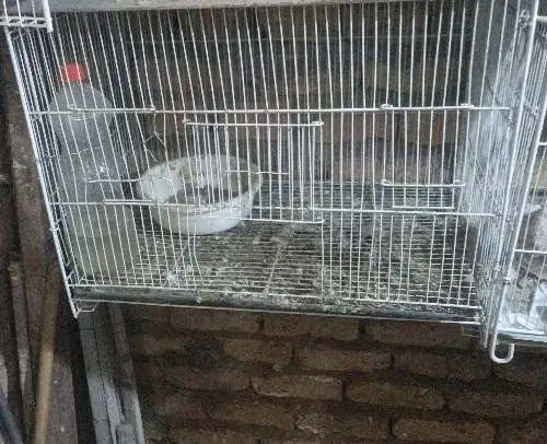 قفس 40/60|لوازم جانبی حیوانات|نیشابور, بزرگمهر|دیوار