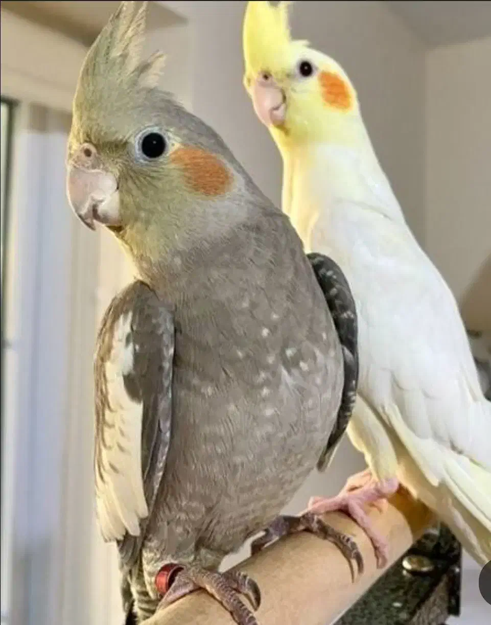 پرنده تزینی|پرنده|بندر دیر, |دیوار